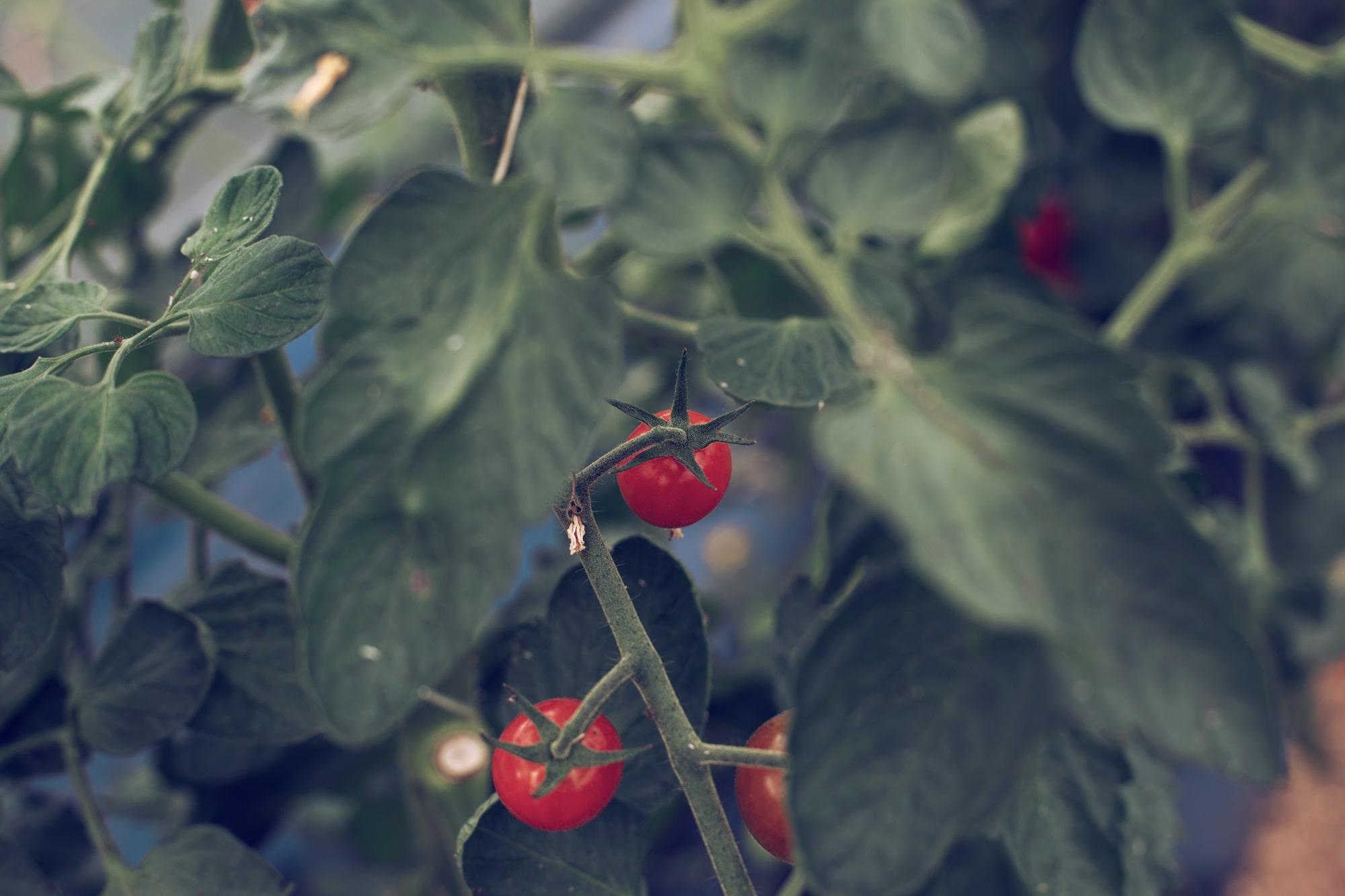 Tomates