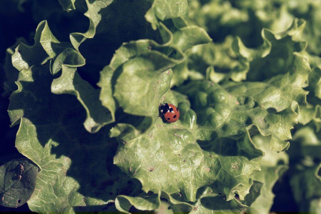 Coccinelle